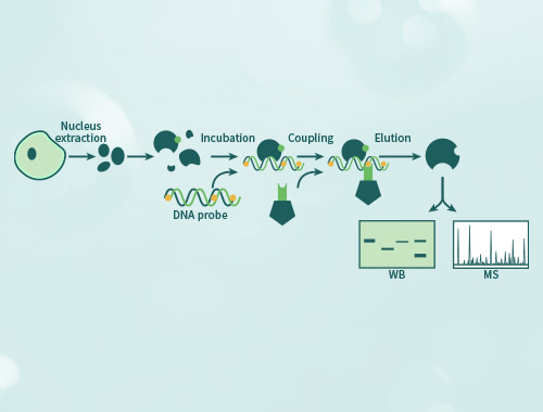 DNA pulldown