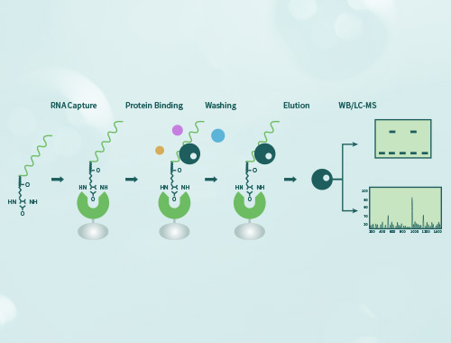 RNA pulldown