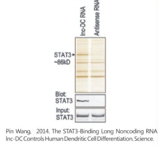 lncRNA實驗問答