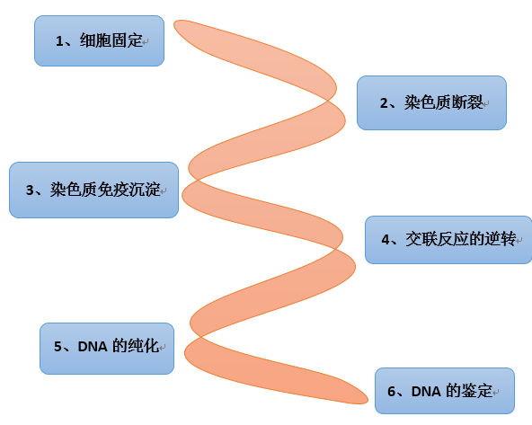 chip實(shí)驗(yàn)流程圖