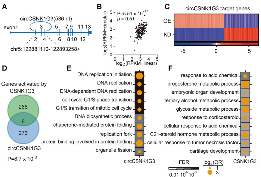 circCSNK1G3的基礎功能表征