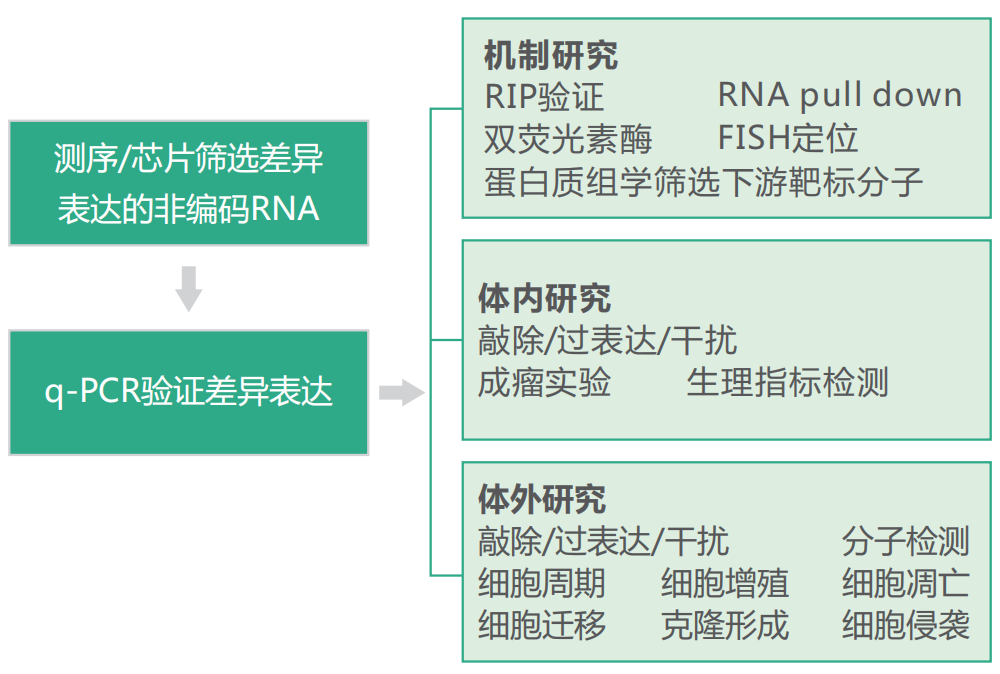 非編碼RNA研究策略