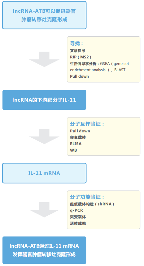 lncRNA