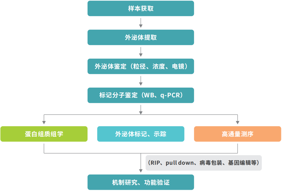 外泌體技術流程