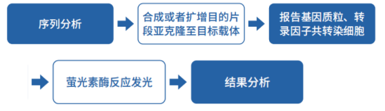 雙螢光素酶