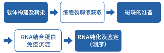 RNA 結(jié)合蛋白免疫沉淀