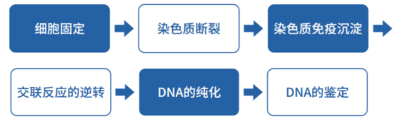 染色質(zhì)免疫共沉淀