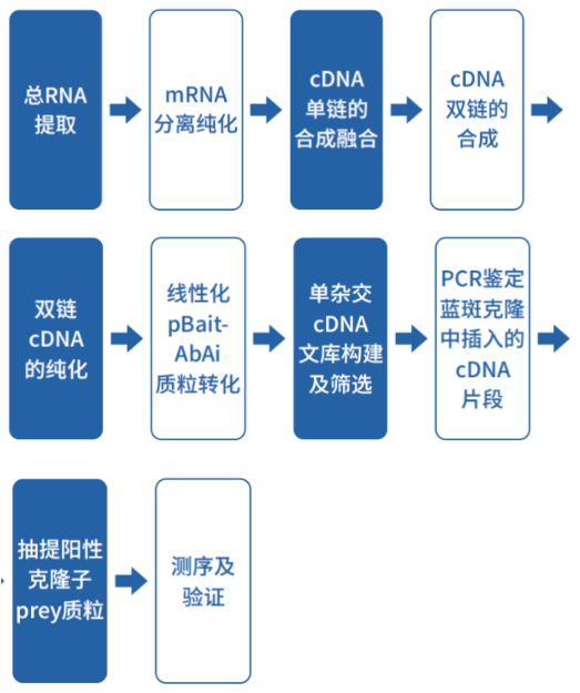 酵母單雜交