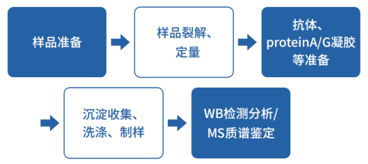 免疫共沉淀