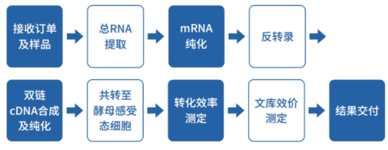 酵母雙雜交