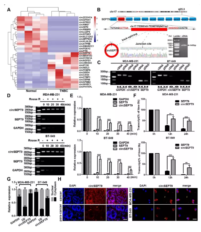 circSEPT9的穩定性