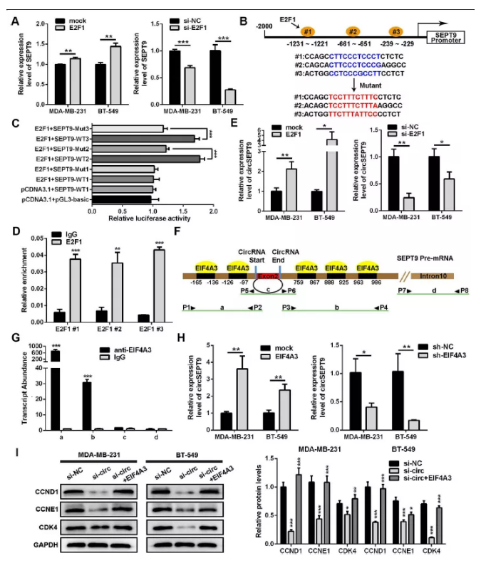 RNA  pull  down