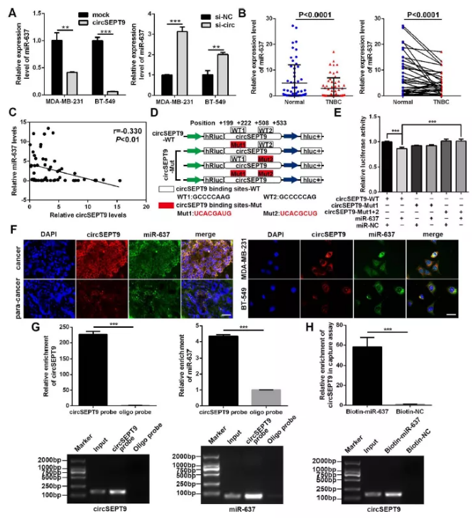 circSEPT9充當mir-637海綿