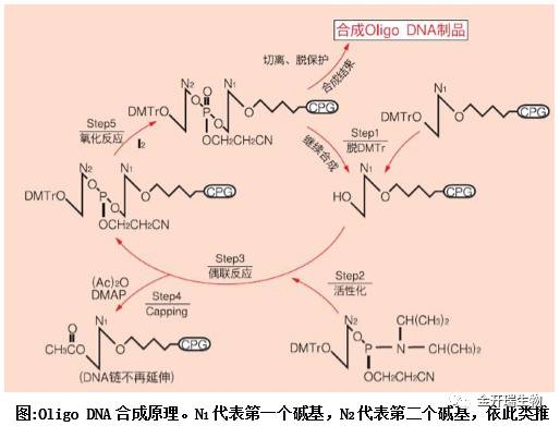 引物合成