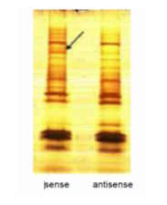 RNA pull down