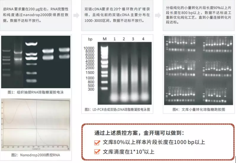 酵母雙雜交