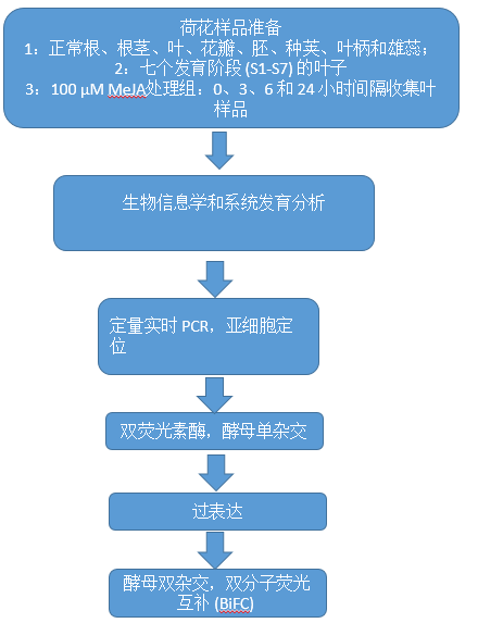 核酵母雙雜交驗(yàn)證